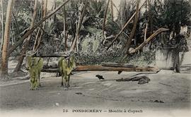 Oxen being used at Ghani, India to crush Coprah.