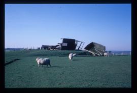 Wreckage after 1987 hurricane, St Leonard's Mill, Winchelsea