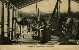 Two camels oil mill