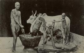 Bullock producing oil in ghani