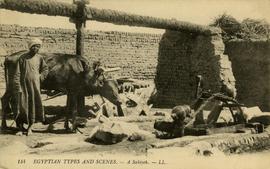Ox raising water at a Sakiyeh