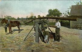 Horse grinding sugar cane
