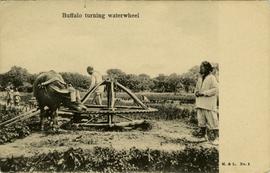Buffalo turning waterwheel