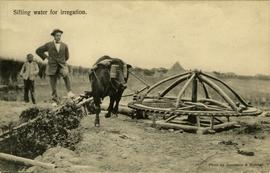 Water irrigation by ox