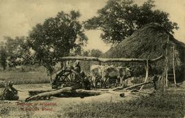 Two cows turning water irrigation wheel