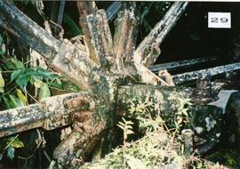 Photograph of the waterwheel hub at Farm Mill, St Vincent