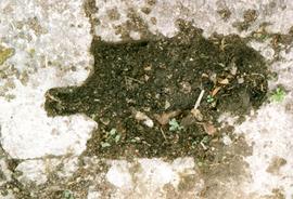 Photograph of a square eye in a runner, Upwey Watermill, Dorset