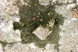 Photograph of a square-eyed runner, Upwey Watermill, Dorset