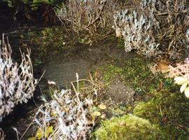 Photograph of a millstone in the ground, Goddards, Surrey