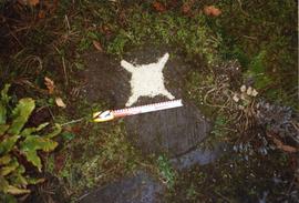 Photograph of a millstone in the ground, Goddards, Surrey