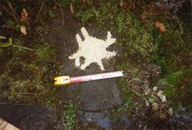 Photograph of a millstone in the ground, Goddards, Surrey