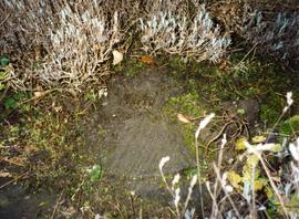 Photograph of a millstone in the ground, Goddards, Surrey