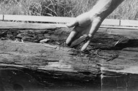 Removed timber midling, Union Mill, Cranbrook