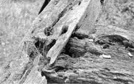 Weathered mortise and tenon joint, post mill, Chinnor