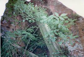 Derelict tower mill, Threapwood, Cheshire: upright shaft and wallower