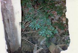 Derelict tower mill, Threapwood, Cheshire: windshaft