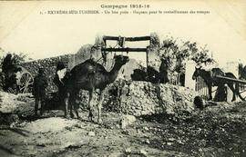 Camel raising water from a well in Tunisia
