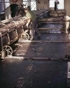 "Chipping Norton Mule."