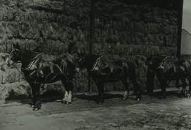 "Papermaking - Oakenholt, Esparto grass, c.1900"