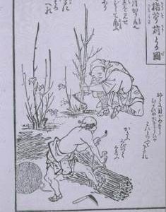 "Jap. Paper 2. Cutting mulberry"