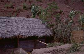 China. Jiu Du. Shed 2 Cactus.