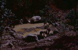 China. Long Zu. Washing mulberry in stream