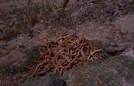 China. Long Zu. Pine roots for formation aid mulberry.