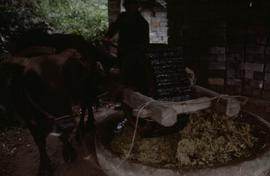 China - Sanshui - Jie Pai Mill - Bamboo Ox Kollergang.