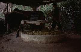 China - Sanshui - Jie Pai Mill - Bamboo Ox Kollergang.