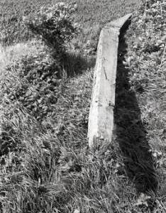 "Curved old stock at Pitstone"