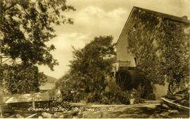 In The Coombe Valley near Bude