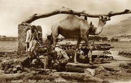 Egyptian Camel Noria