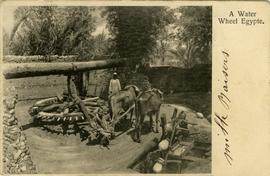 Two oxen turning a waterwheel in Egypt