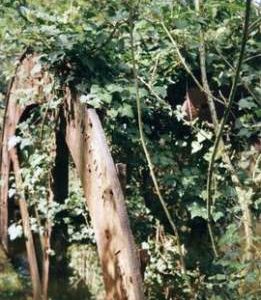 Remnants of Waterwheel 3