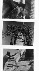 Images of a Caribbean sugar mill in use