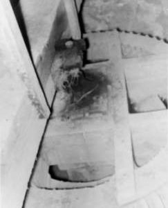 Moulton Windmill Wallower