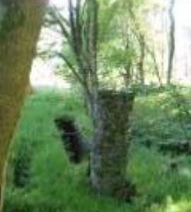 Calgary: lade support and wheel pit