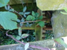 Drive to tramwheels, post mill, Friston, Suffolk