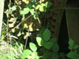 Drive to tramwheels, post mill, Friston, Suffolk