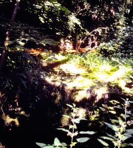 Wookey Hole Mill, west leat above River Axe