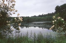 Checkhill Farm Mill, Kinver - the mill pond, looking from the mill
