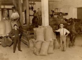 Wheat intake hopper with bags of wheat being tipped in, Sussex Street Mill