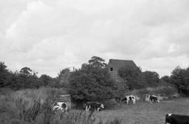 Weston Jones Mill, Weston Jones - mill from southwest, with cows and overflow sluicegate