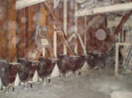 Bucket elevator boots, Clarence Mills, Hull