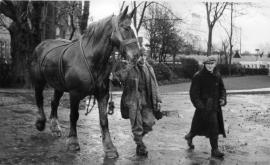 Suffolk punch horse, Bell Mills, Driffield