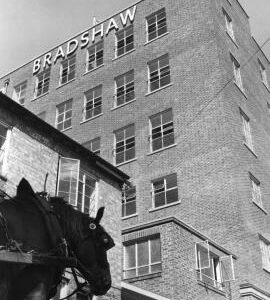 Suffolk punch horse by office, Bell Mills, Driffield