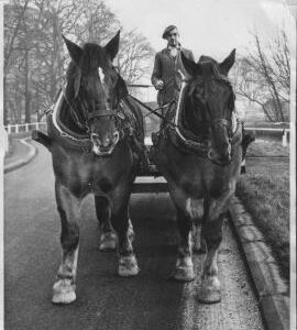 Suffolk punch horses, Bell Mills, Driffield