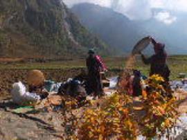 Women winnowing buckwheat in the Tsum valley, Nepal