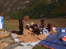 Women winnowing buckwheat in the Tsum valley, Nepal